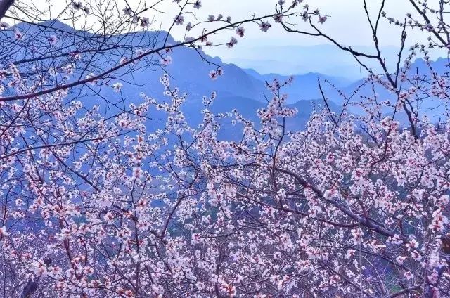 人间四月芳菲尽，秋沟景区赏花指南