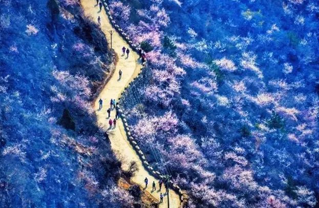 人间四月芳菲尽，秋沟景区赏花指南