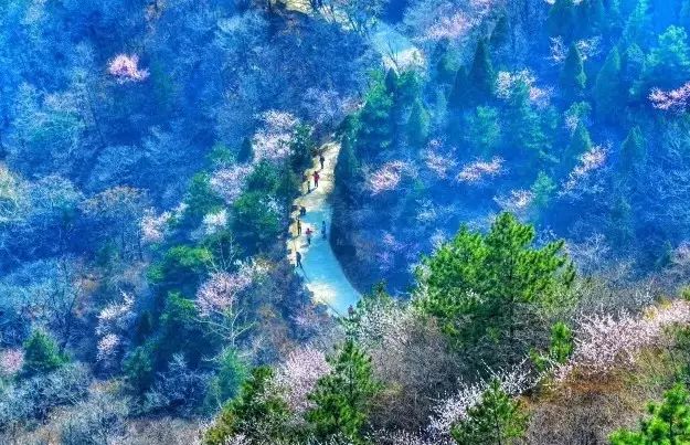 人间四月芳菲尽，秋沟景区赏花指南