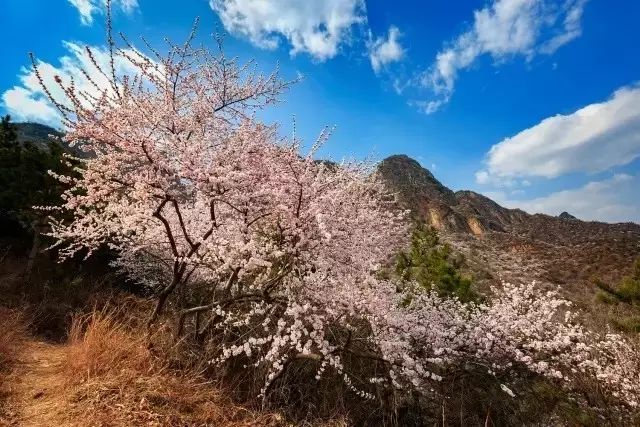 人间四月芳菲尽，秋沟景区赏花指南