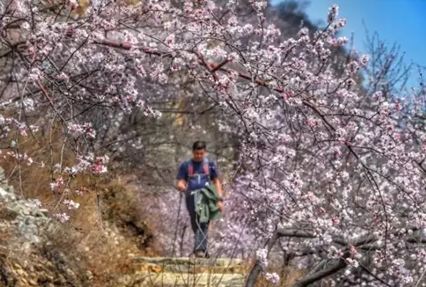 人间四月芳菲尽，秋沟景区赏花指南
