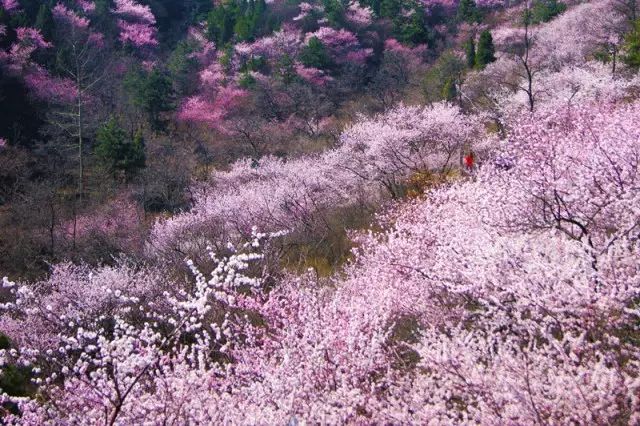 人间四月芳菲尽，秋沟景区赏花指南