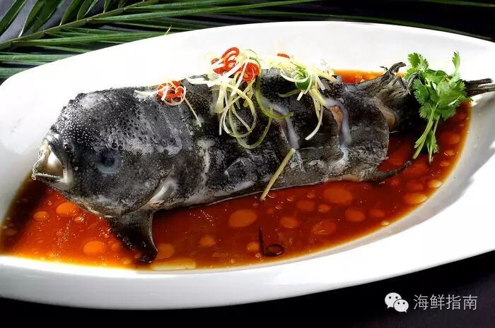 圆鳍鱼_藻鳍岩鱼在哪里掉_小菠萝鱼并鳍