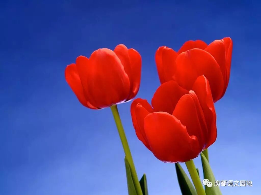 诣在文言文中的意思_文言文中诣的翻译_文言文中的诣什么意思