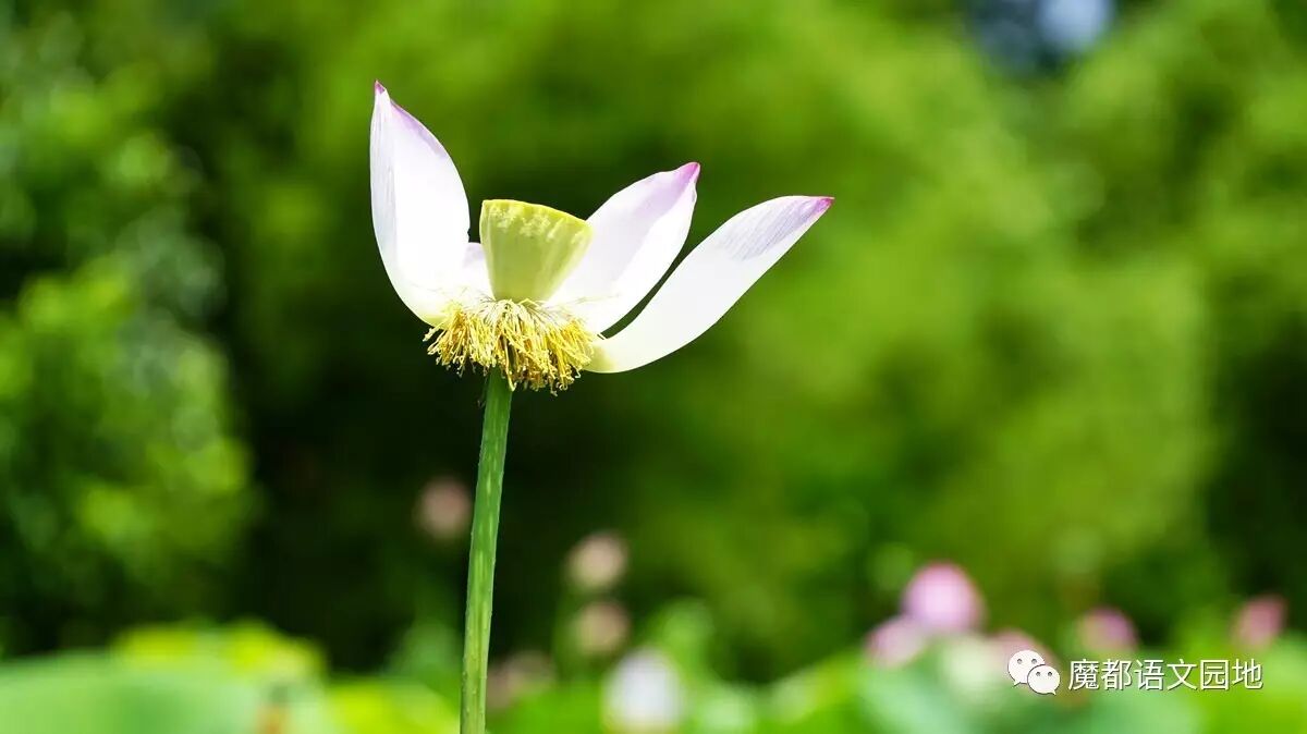 文言文中的诣什么意思_文言文中诣的翻译_诣在文言文中的意思