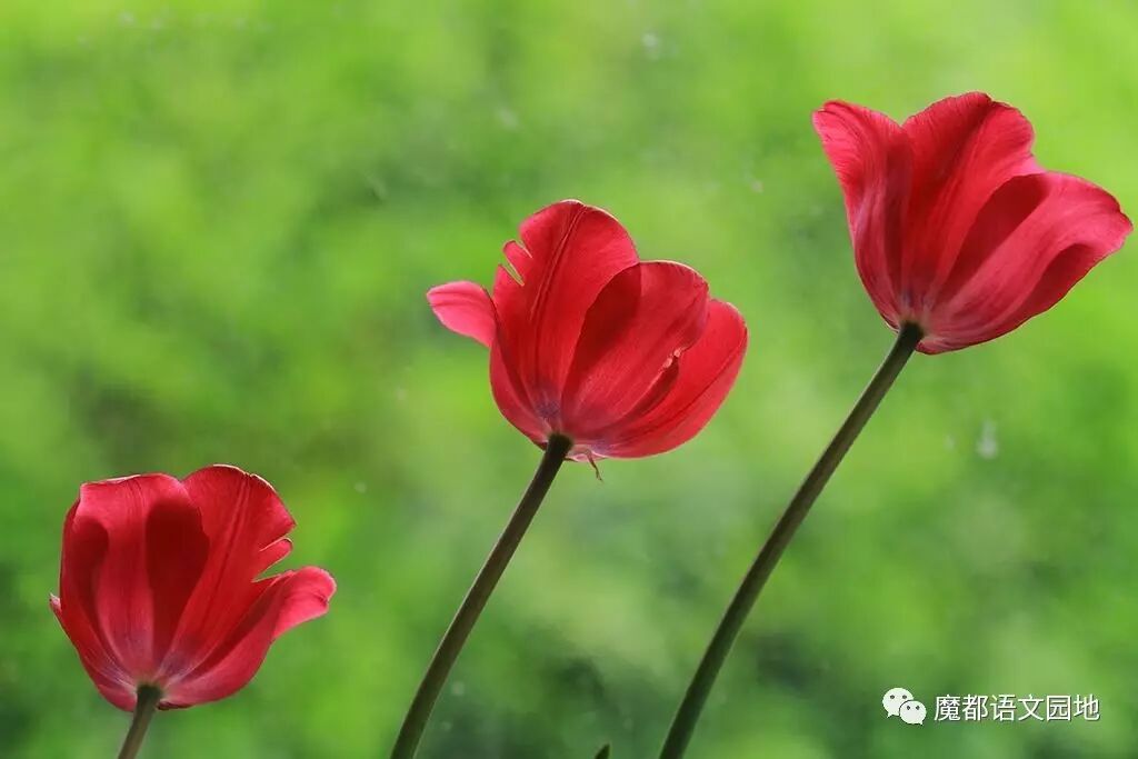 文言文中的诣什么意思_文言文中诣的翻译_诣在文言文中的意思