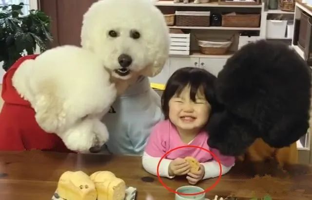 3只大狗围着小女孩，结果主人笑翻了，狗：谁还不是宝宝?