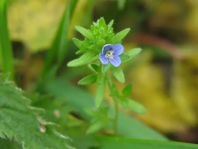 直立婆婆纳:茎直立,花梗较短,花蓝色.