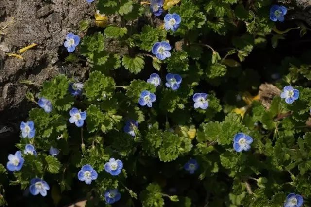 婆婆纳:茎匍匐,花梗较短,花粉红或淡紫色;直立婆婆纳:茎直立,花梗较短