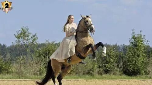 马能承受多大的重量？