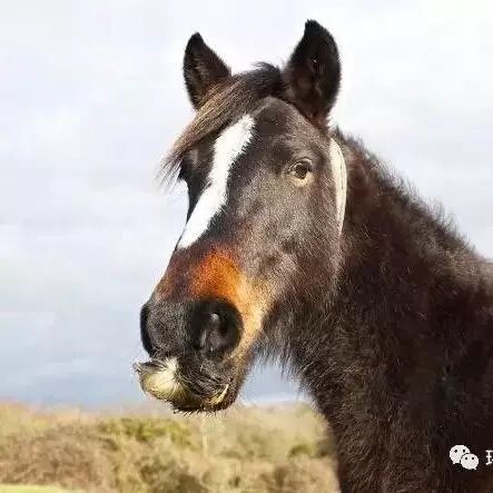 “溜须拍马”的由来