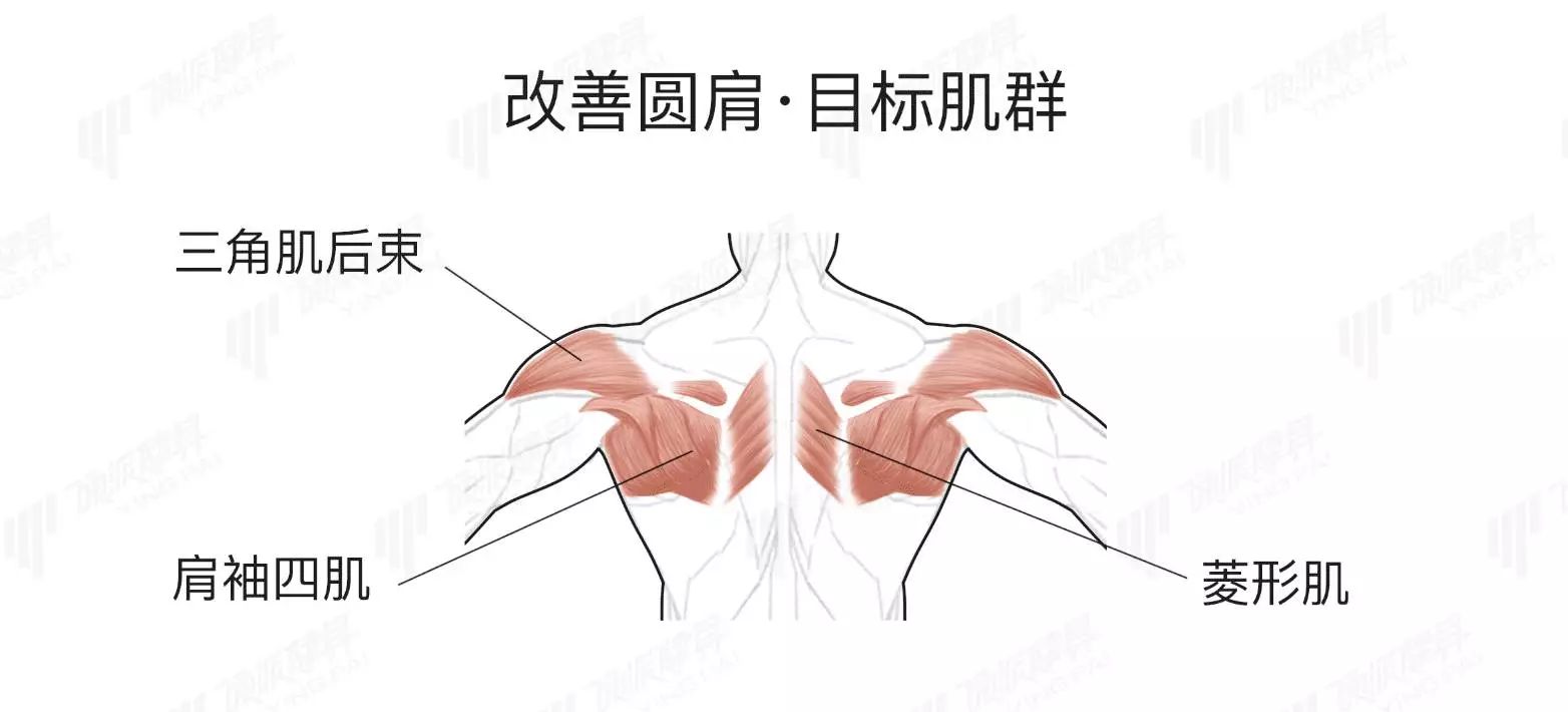 面拉：一个对肩关节形态、健康和改善圆肩等体型有效的动作-第13张图片-体能网