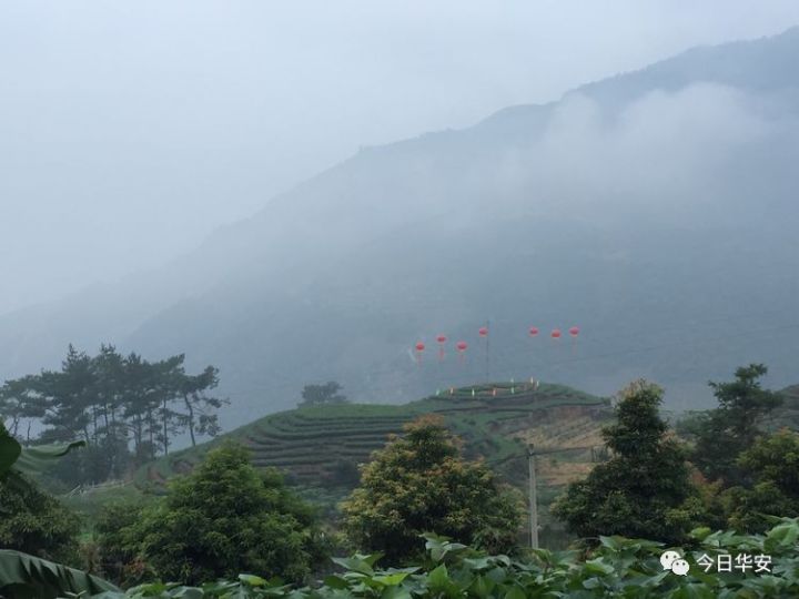 闻香而来的江苏常州螃蟹大王非要体验一下玩茶山的乐趣 看到如此好的