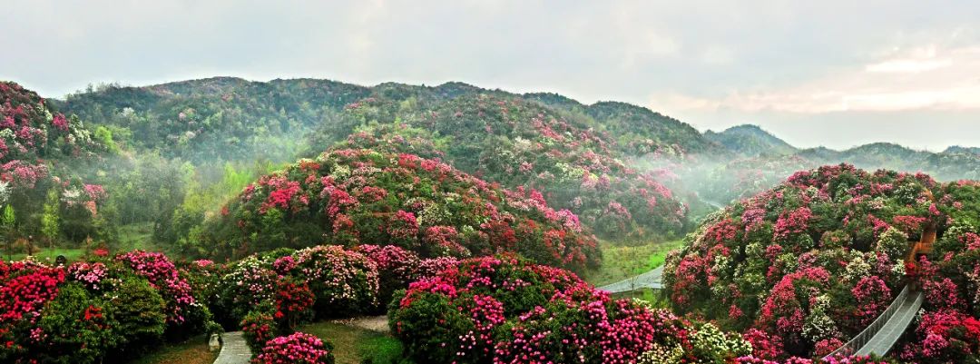 百里杜鹃杜鹃花季来了!这份赏花攻略请收好-贵阳网