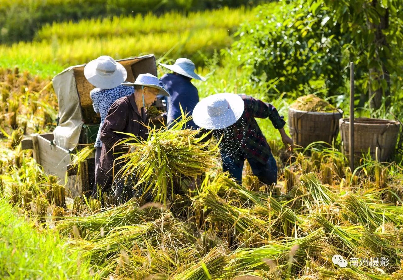 抓紧时间!重庆綦江山地现代农业 "摄影大赛"本月截稿