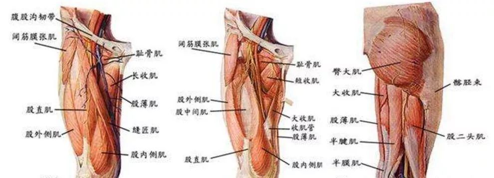 下肢臀部疼痛的部位在腰腿痛中的诊断要点