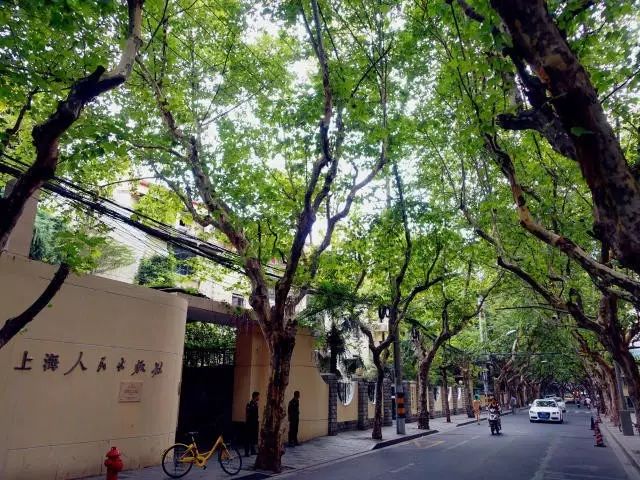 黄浦林荫道 书香绍兴路