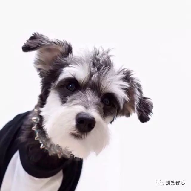 挑选雪纳瑞的小技巧-北京宠物狗狗联盟