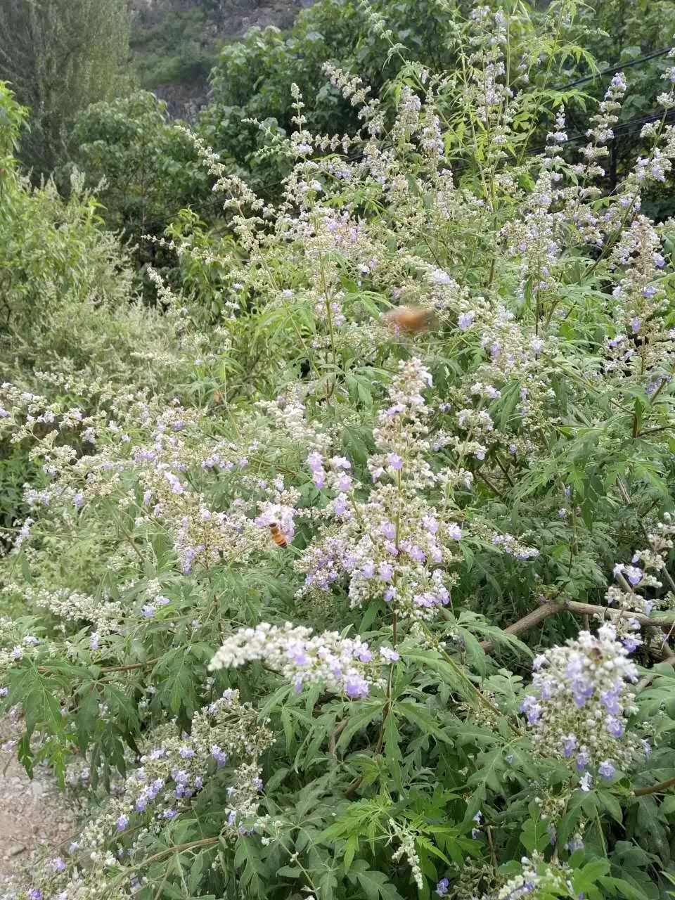 荆条蜜的功效