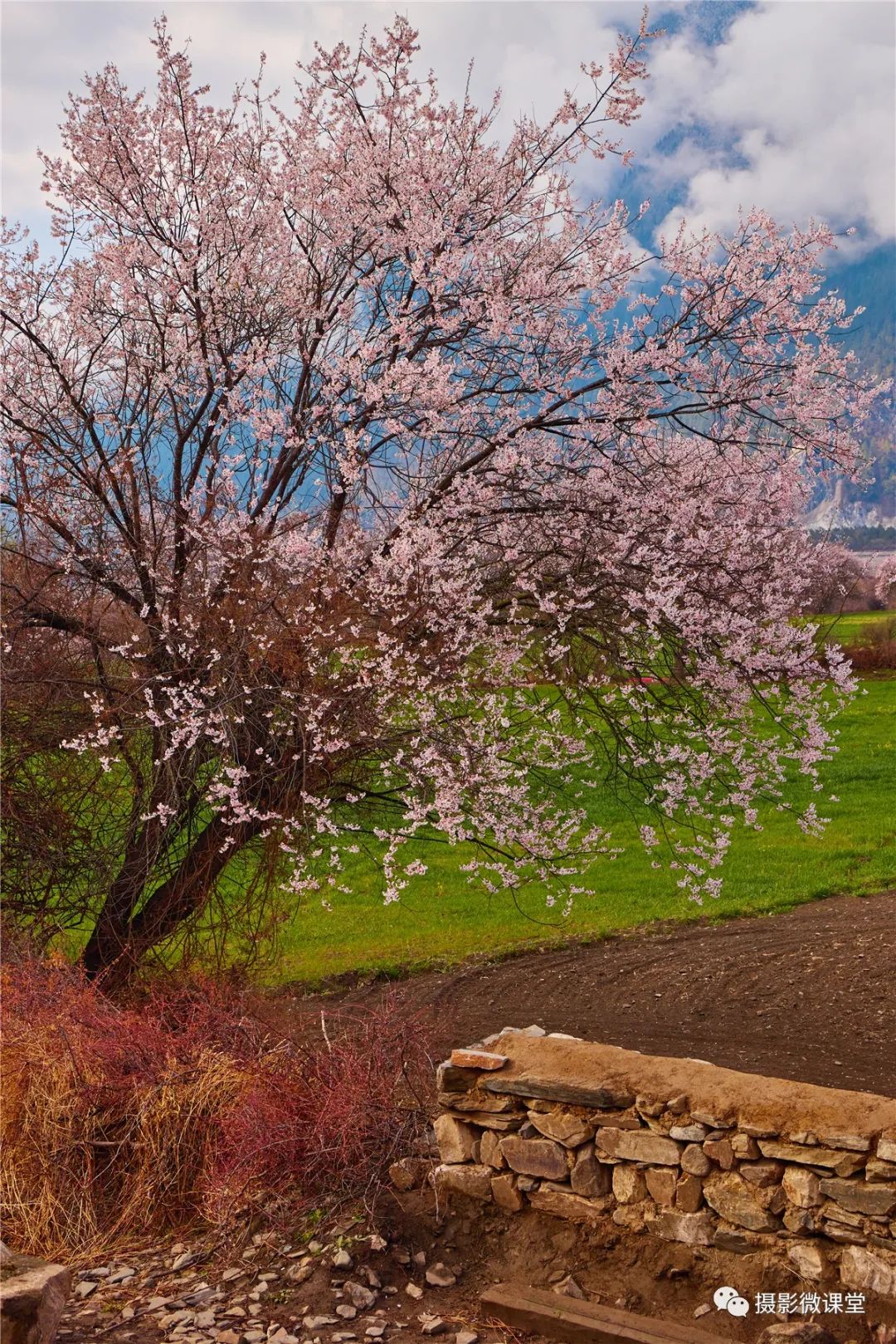 金川梨花,塔公,然乌湖,波密,南迦巴瓦,林芝桃花,墨石公园12日深度摄影