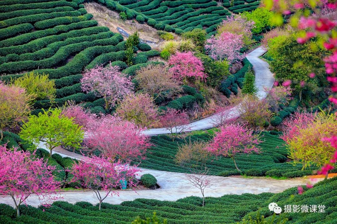 闽南春色永福樱花2月春节假期福建厦门永福樱花永定土楼群南靖土楼群