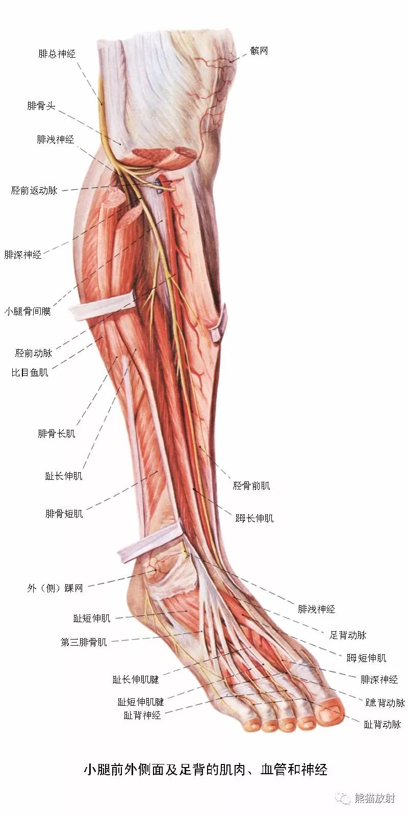 学习下肢cta的看过来最全下肢血管系统解剖cta