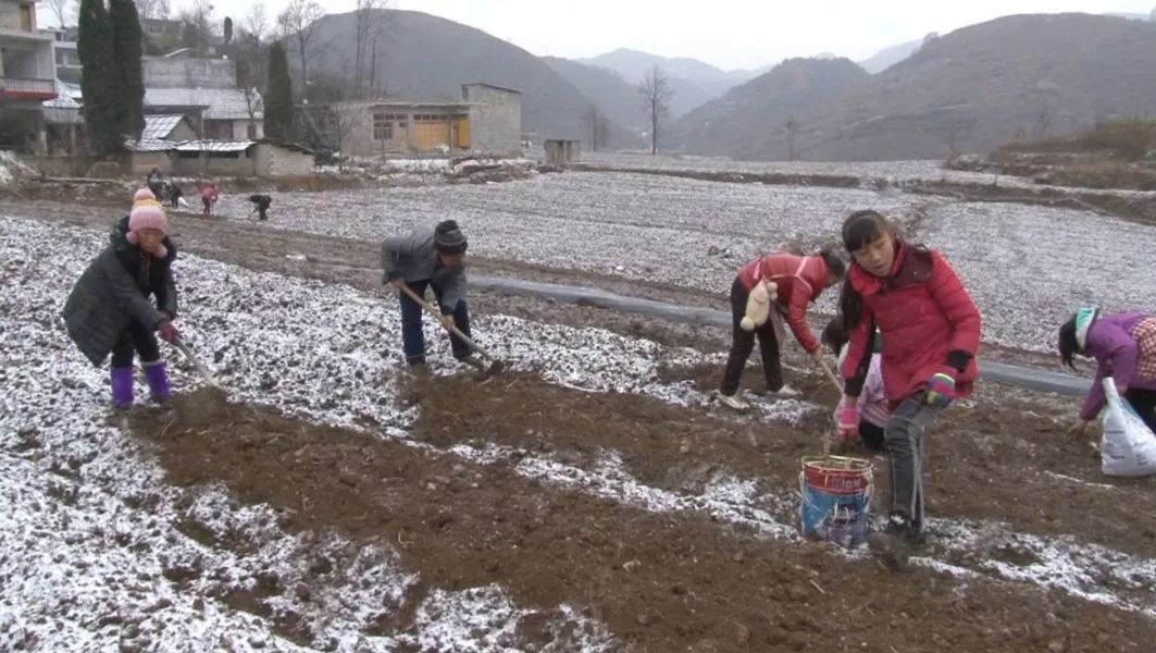 【电视台新闻】大方县马场镇民丰村,全力打造300亩花菜种植基地