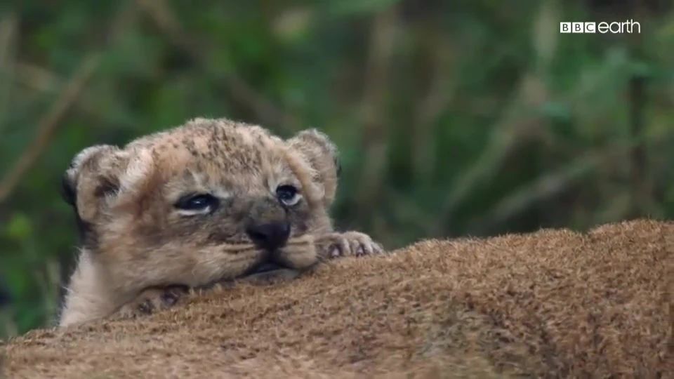 BBC纪录片《王朝》全5集完-3