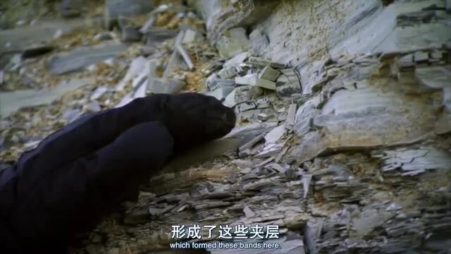 第一集《从海洋到天空》⭐BBC纪录片高分神作《动物的崛起：脊椎动物的胜利》-1