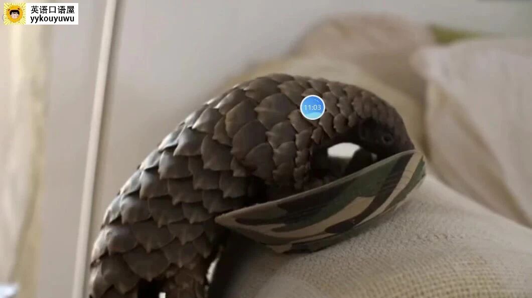 BBC经典纪录片《穿山甲：被捕杀最多的动物》，成为传播病毒的宿主不足为怪