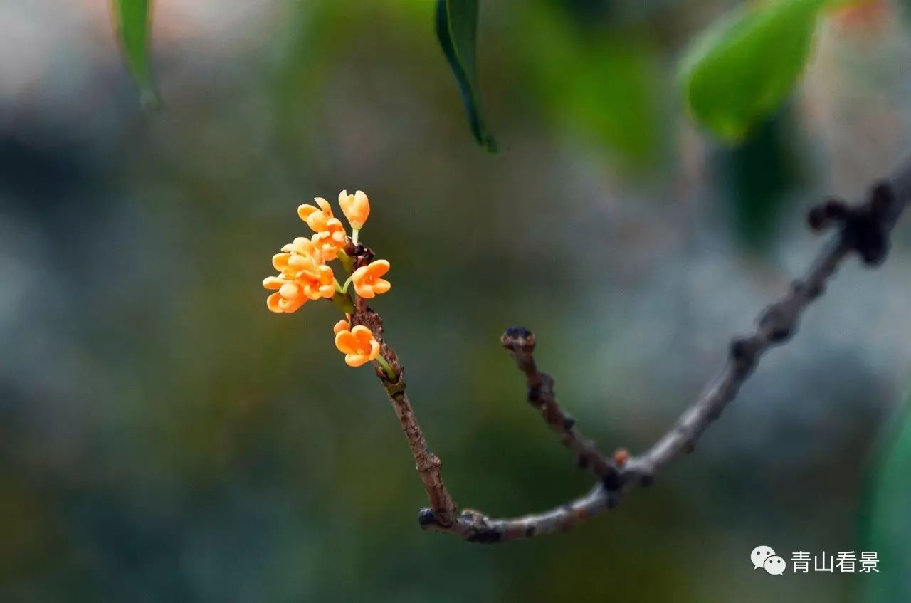 杨升庵的《桂林一枝》中是这样描述桂花的: 朋友,如果你