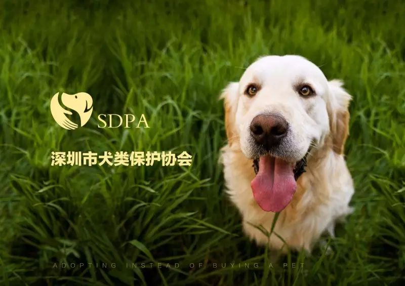 深圳市犬类保护协会(sdpa)