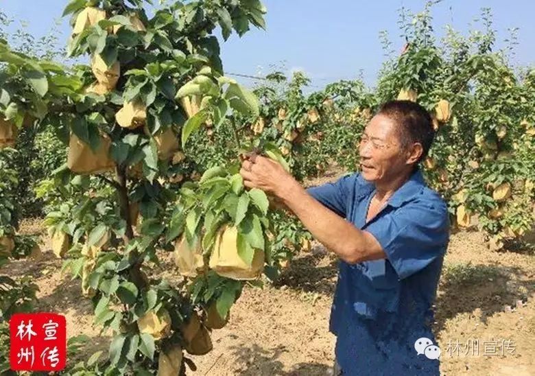 致富经黄_致富黄金果_致富黄花