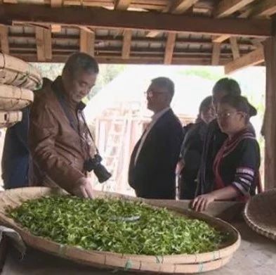 国家文物局赴澜沧考察指导景迈山古茶林申遗工作