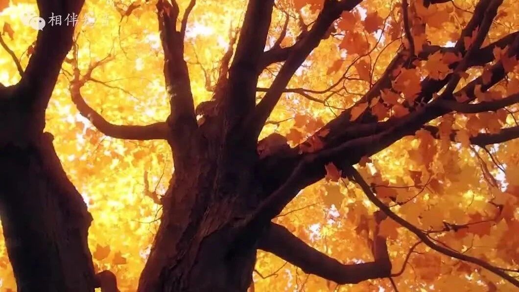 收录于合集⭐晨曲，温柔如风