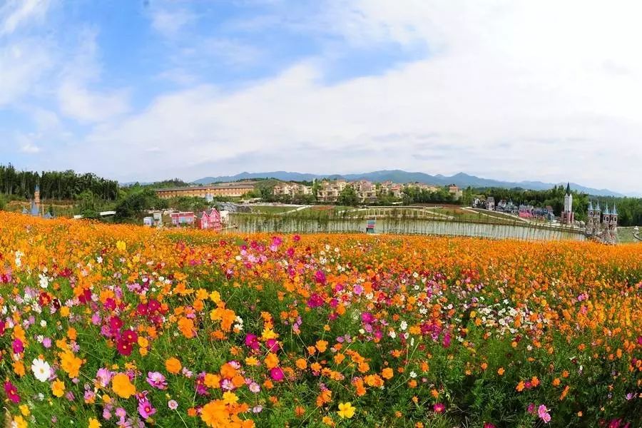 【预售抢购】龙门尚天然花海温泉鲁冰花童话王国花海乐园2大1小亲子游