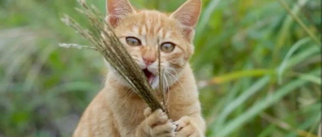 对猫有毒的5种植物，第一种号称“猫中砒霜”