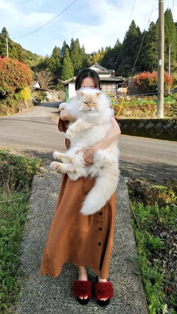 这只猫咪怎么这么大呀?
