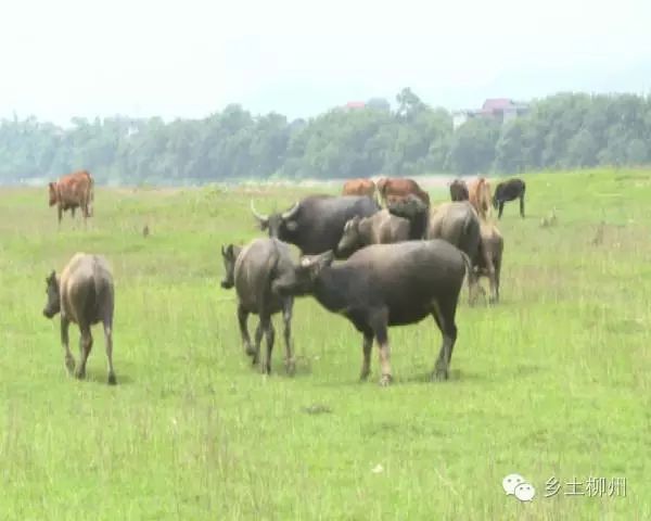 致富牛人四川乡村_致富经牛_致富牛人