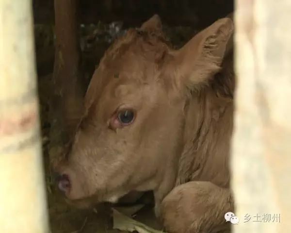 致富牛人四川乡村_致富牛人_致富经牛