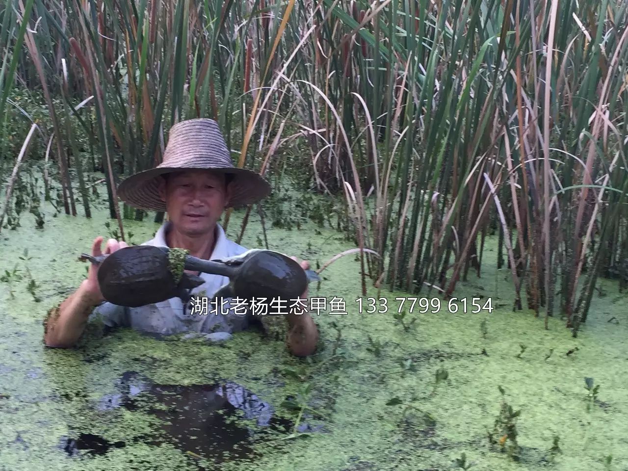 水库,池塘等水域, 风平浪静的白天常趴在向阳的岸边晒太阳(俗称晒背)