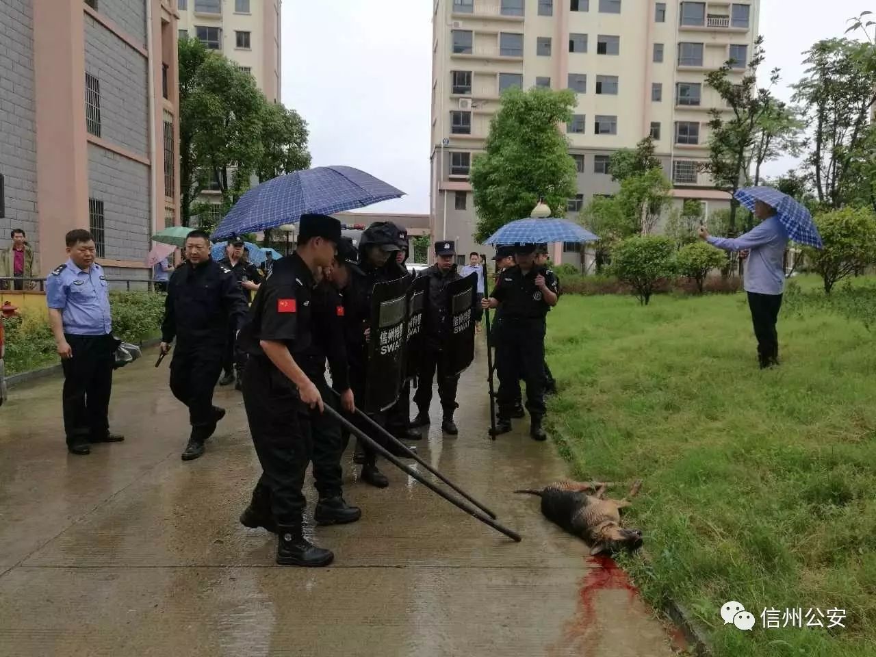 一枪毙命!上饶警察击毙咬人恶犬(附现场开枪视频)