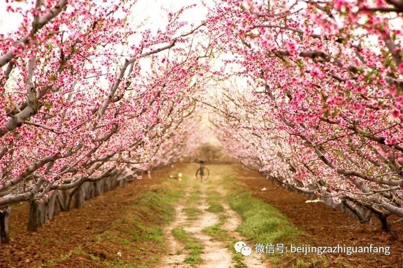 平谷 桃花源里 不醉不归