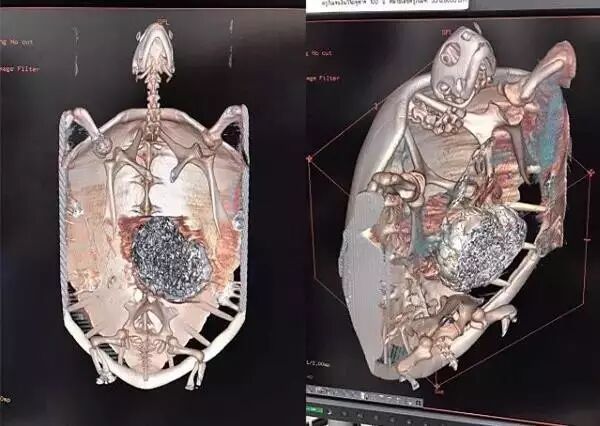 烈士公園海龜誤吞硬幣死亡 或因游客撒幣祈福