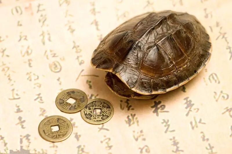 烈士公園海龜誤吞硬幣死亡 或因游客撒幣祈福