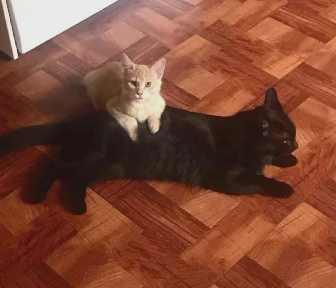 橘猫从小就喜欢睡在黑猫身上，长大后依然如此…