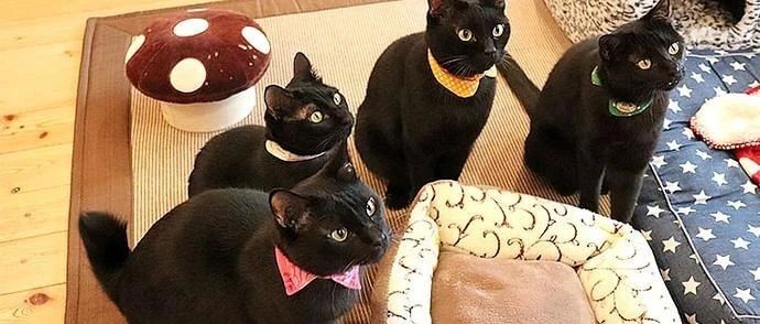 日本有家特别的猫咖只收养被遗弃的黑猫，专门帮黑猫找主人，7年送走321只黑猫！