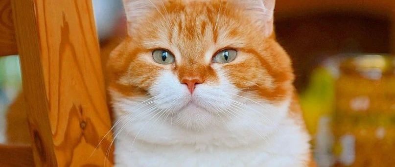 ins上这只肥橘爆红，被称为“梦中情猫”！超百万人点赞！