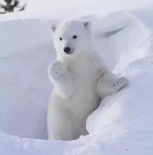 史上最倒霉的熊?被错认北极熊送到北极，冻到哆嗦还被北极熊暴打!