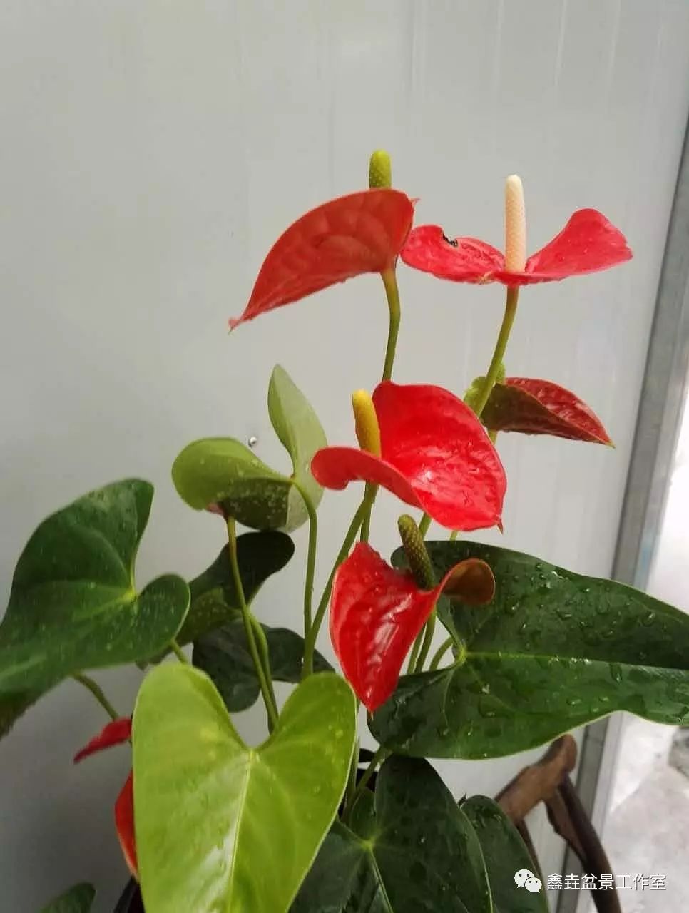 红掌寓意及花语_红掌寓意什么_红掌的风水寓意